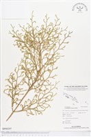 過山龍藏品圖，第1張