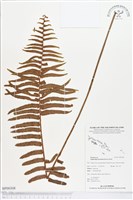 毛葉腎蕨藏品圖，第1張