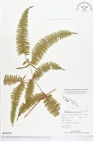 芒萁藏品圖，第1張