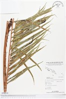 烏毛蕨藏品圖，第1張