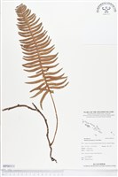 馬來陰石蕨藏品圖，第1張