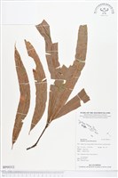 登錄號:BP00312藏品圖，第1張