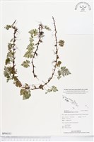 登錄號:BP00313藏品圖，第1張