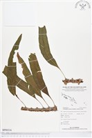 壁虎蟻蕨藏品圖，第1張