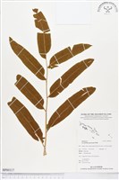 登錄號:BP00317藏品圖，第1張