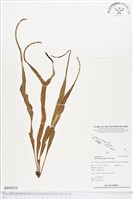 尖嘴蕨藏品圖，第1張