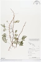 登錄號:BP00319藏品圖，第1張