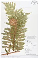 登錄號:BP00320藏品圖，第1張