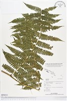 登錄號:BP00321藏品圖，第1張