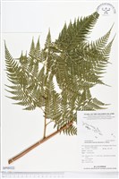 登錄號:BP00322藏品圖，第1張