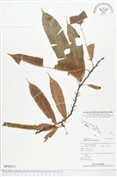 登錄號:BP00323藏品圖，第1張