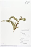 登錄號:BP00325藏品圖，第1張