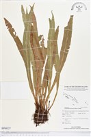 登錄號:BP00327藏品圖，第1張