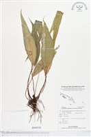 登錄號:BP00328藏品圖，第1張