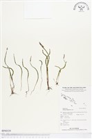 莎草蕨藏品圖，第1張