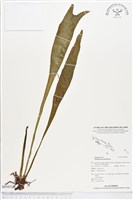 帶狀瓶爾小草藏品圖，第1張