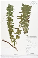 登錄號:BP00331藏品圖，第1張