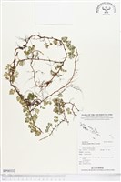 登錄號:BP00332藏品圖，第1張