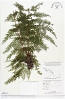 毛桿蕨藏品圖，第1張