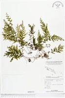 登錄號:BP00334藏品圖，第1張