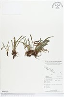 劍葉書帶蕨藏品圖，第1張