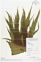 雙扇蕨藏品圖，第1張