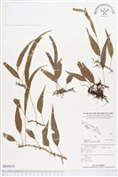 登錄號:BP00338藏品圖，第1張