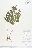 馬來陰石蕨藏品圖，第1張