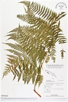 登錄號:BP00340藏品圖，第1張