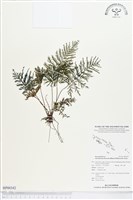 登錄號:BP00342藏品圖，第1張