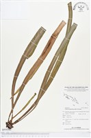 登錄號:BP00343藏品圖，第1張