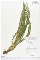 方柄鱗始蕨藏品圖，第1張