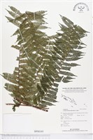 登錄號:BP00345藏品圖，第1張