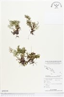 登錄號:BP00346藏品圖，第1張