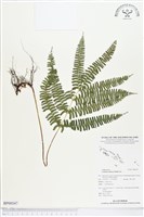 網脈鱗始蕨藏品圖，第1張