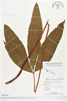 登錄號:BP00348藏品圖，第1張