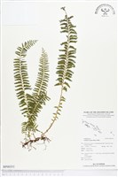 登錄號:BP00351藏品圖，第1張