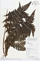 登錄號:BP00352藏品圖，第1張