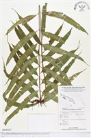 棱脈蕨藏品圖，第1張