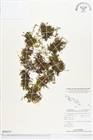 登錄號:BP00355藏品圖，第1張