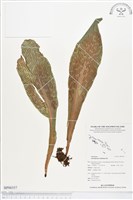 水芋葉車前、美葉車前蕨藏品圖，第1張
