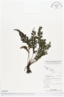 菲律賓厚葉蕨藏品圖，第1張