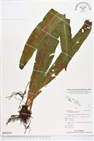 登錄號:BP00359藏品圖，第1張