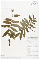 登錄號:BP00361藏品圖，第1張