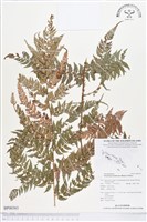 登錄號:BP00363藏品圖，第1張