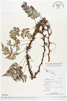 陰石蕨藏品圖，第1張