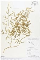 登錄號:BP00367藏品圖，第1張