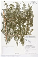 登錄號:BP00368藏品圖，第1張