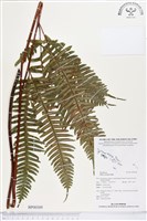 溪鳳尾蕨藏品圖，第1張