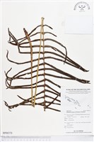 登錄號:BP00370藏品圖，第1張